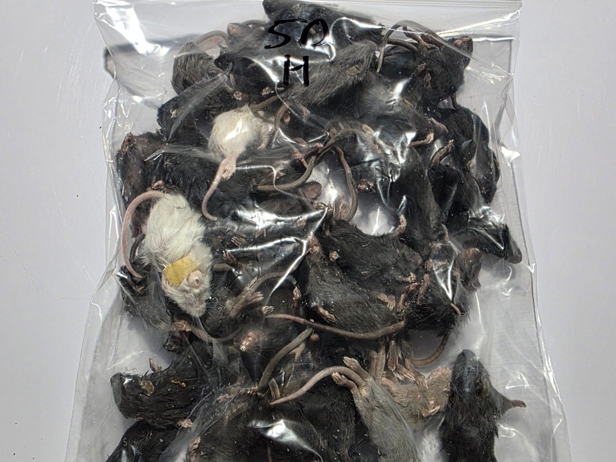 Mouse – Hopper (50 pack)