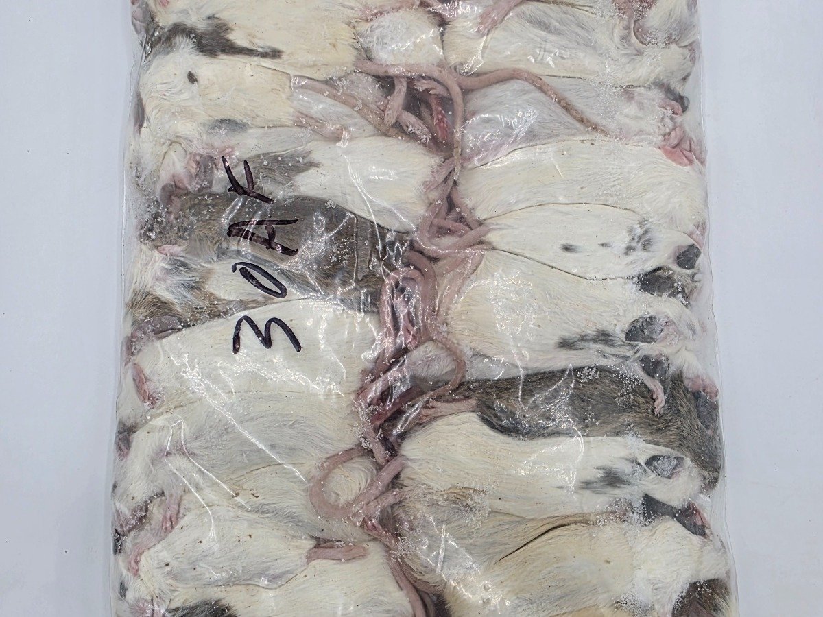 ASF – Standard (30 pack)