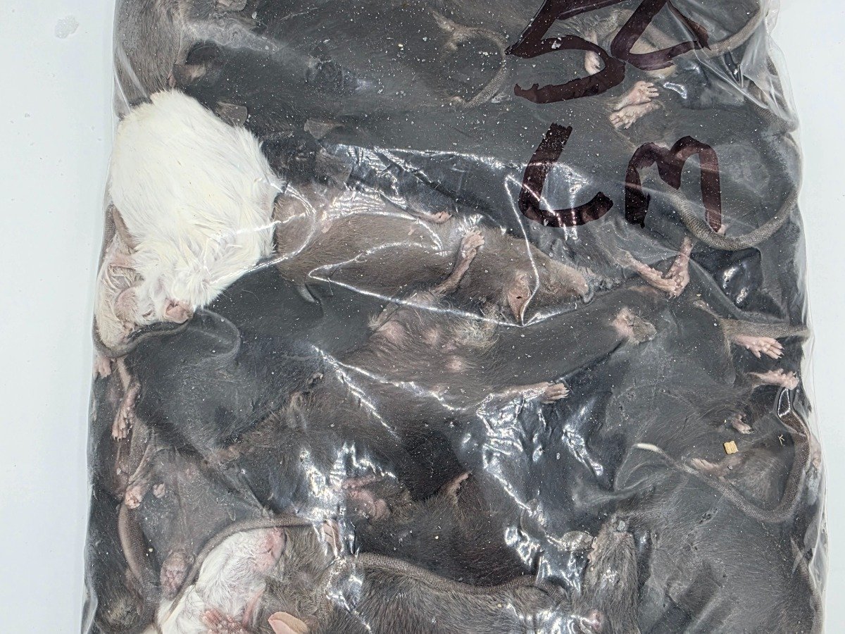 Mouse – X-Breeder (50 pack)