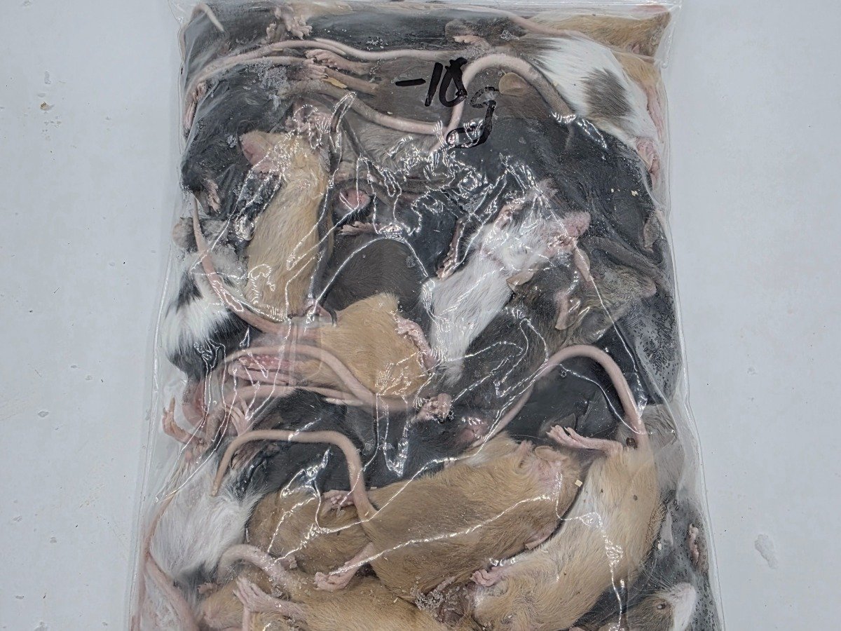 Mouse – Small (50 pack)