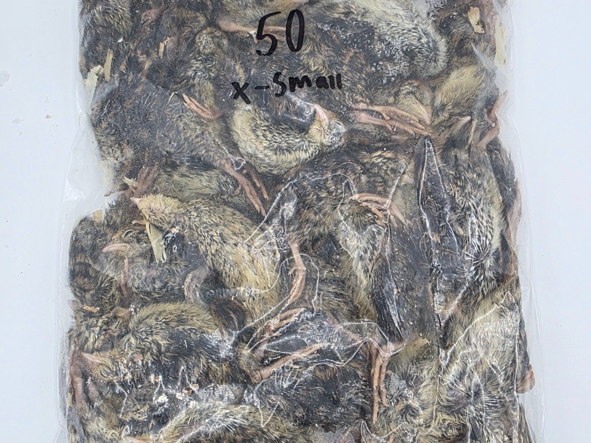 Quail – X-Small (50 pack)