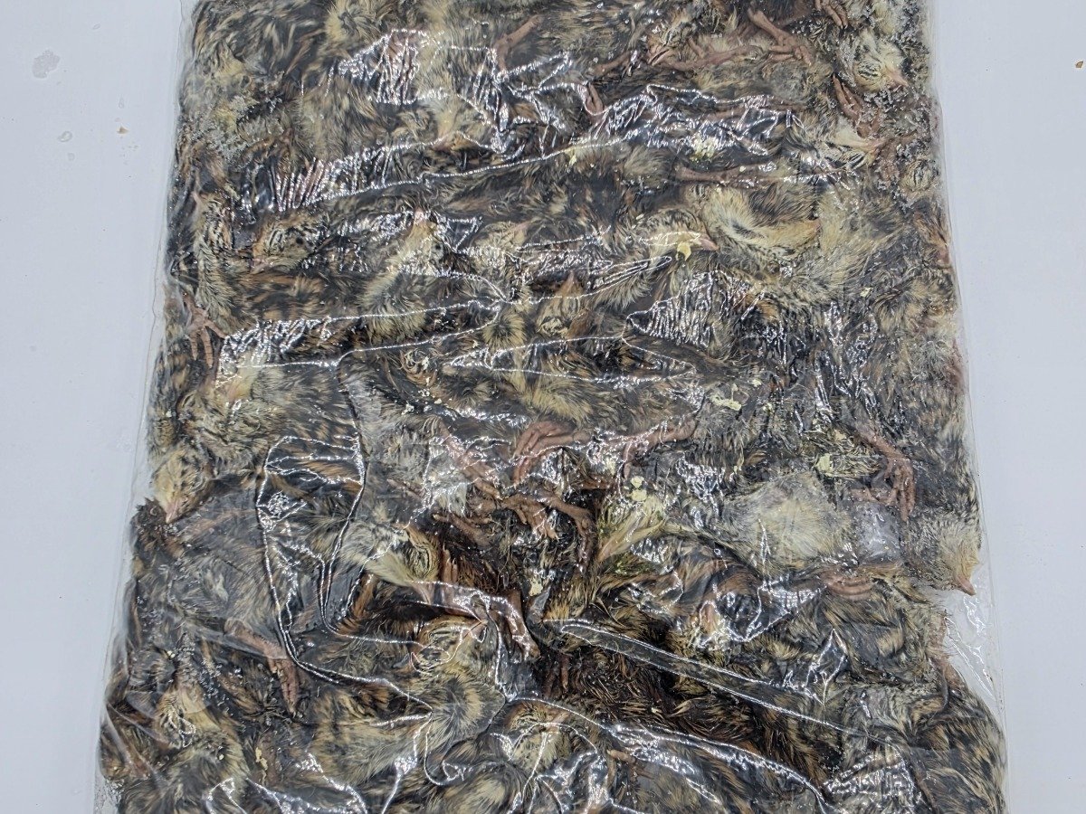 Quail – Chick (50 pack)