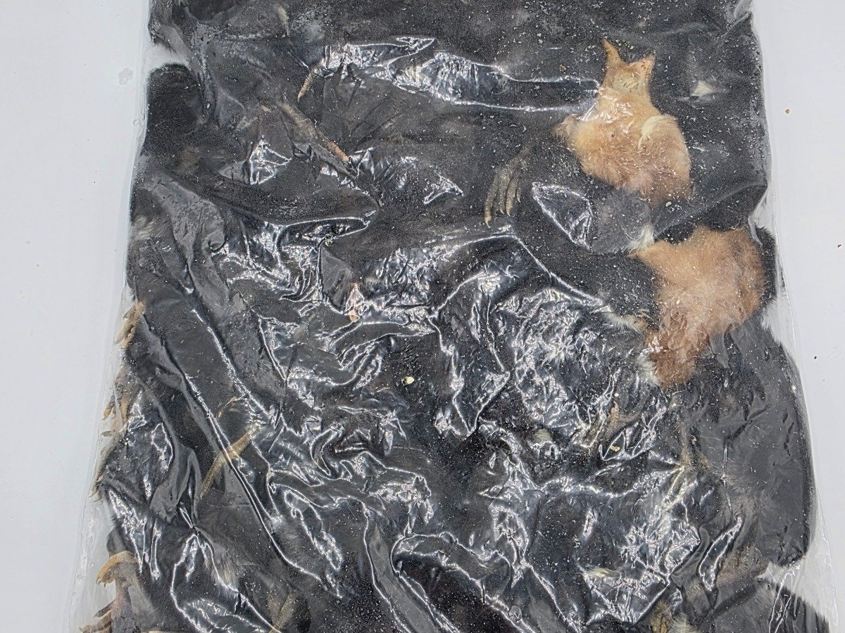 Chick – Standard (50 pack)