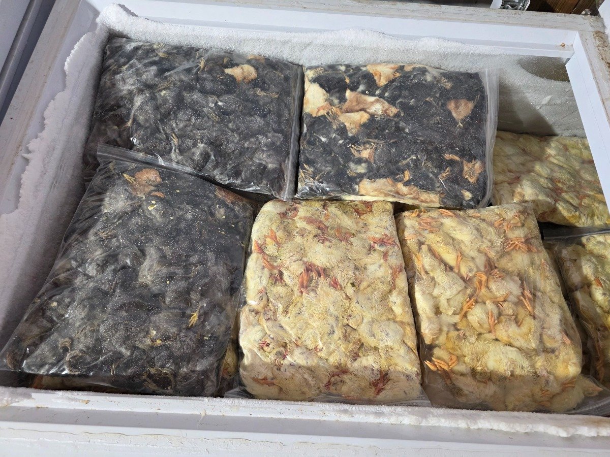 Chick – Bulk 1k (1000 pack)