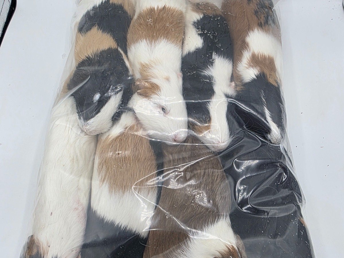 Guinea Pig – Standard (8 pack)