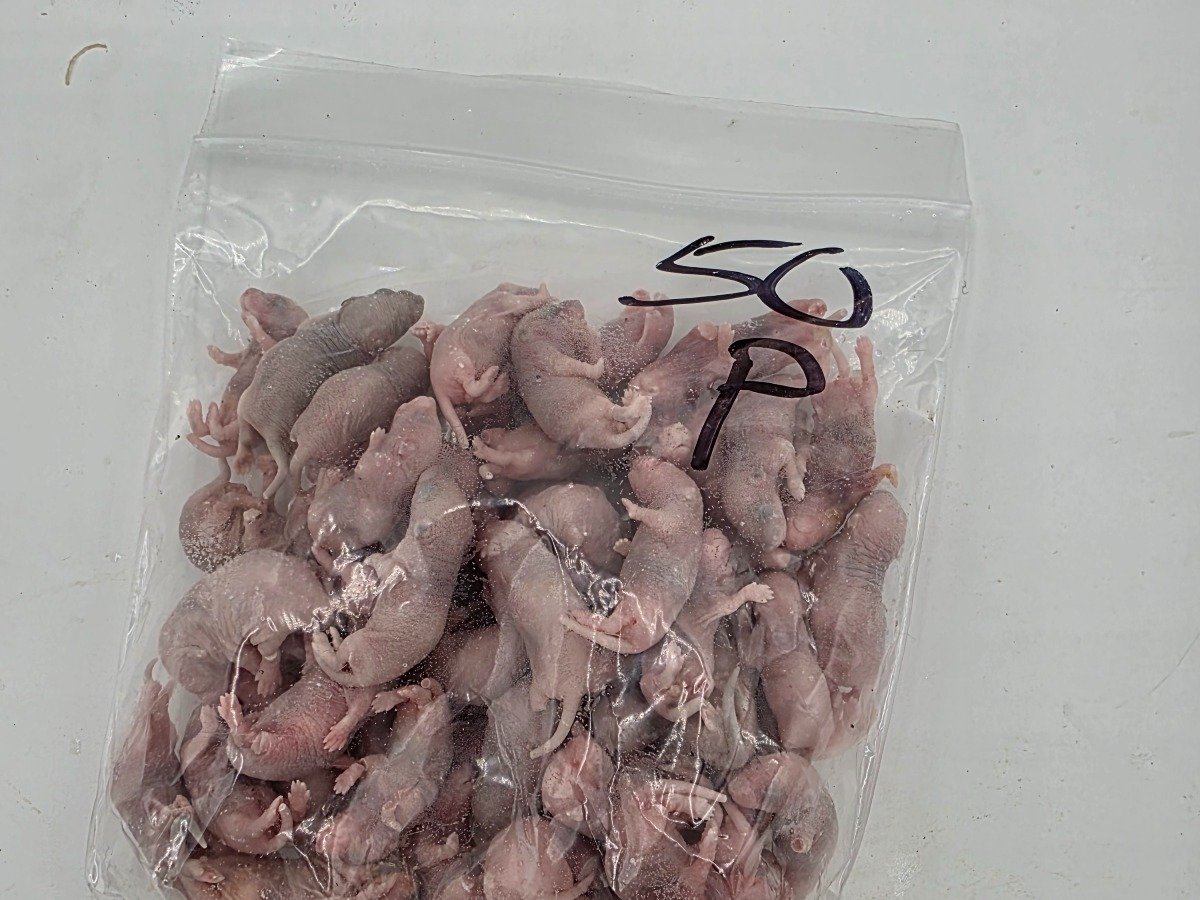 Mouse – Pinky (50 pack)