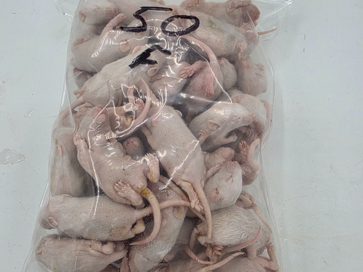 Mouse – Fuzzy (50 pack)