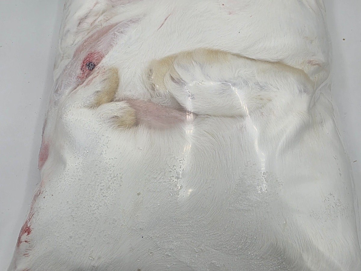 Rabbit – Standard (3 pack)