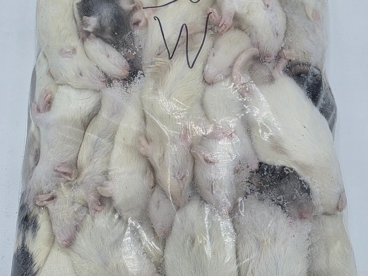 Rat – Weaned (30 pack)