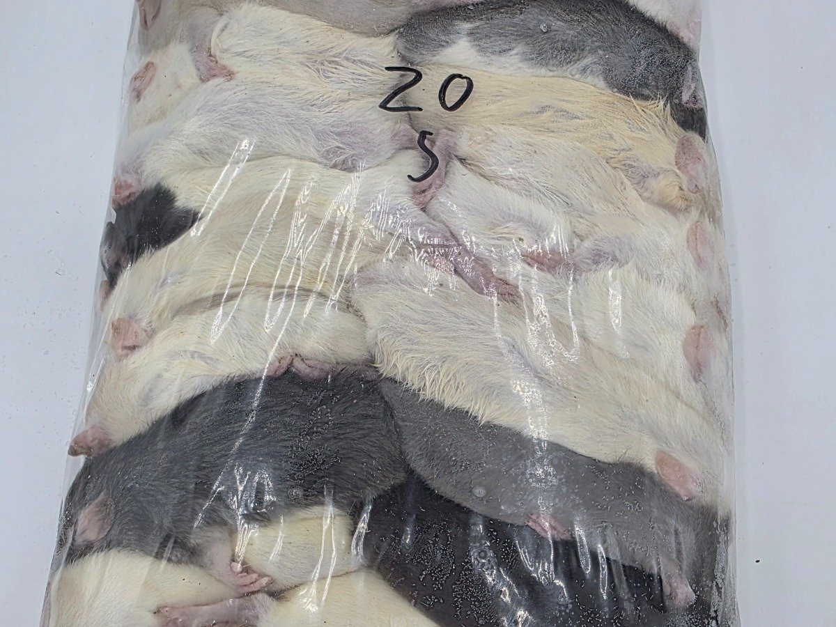 Rat – Small (20 pack)