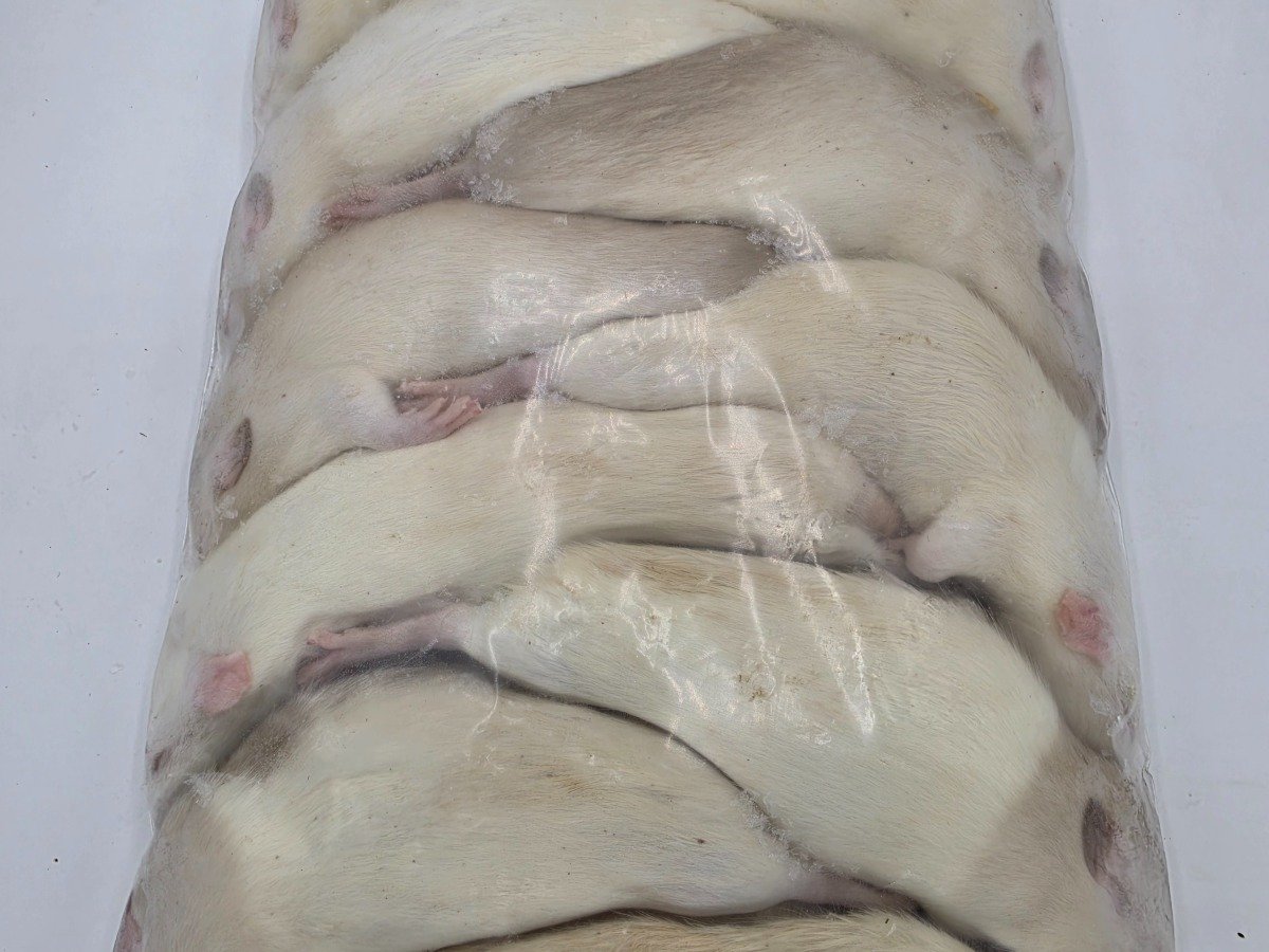 Rat – Large (10 pack)