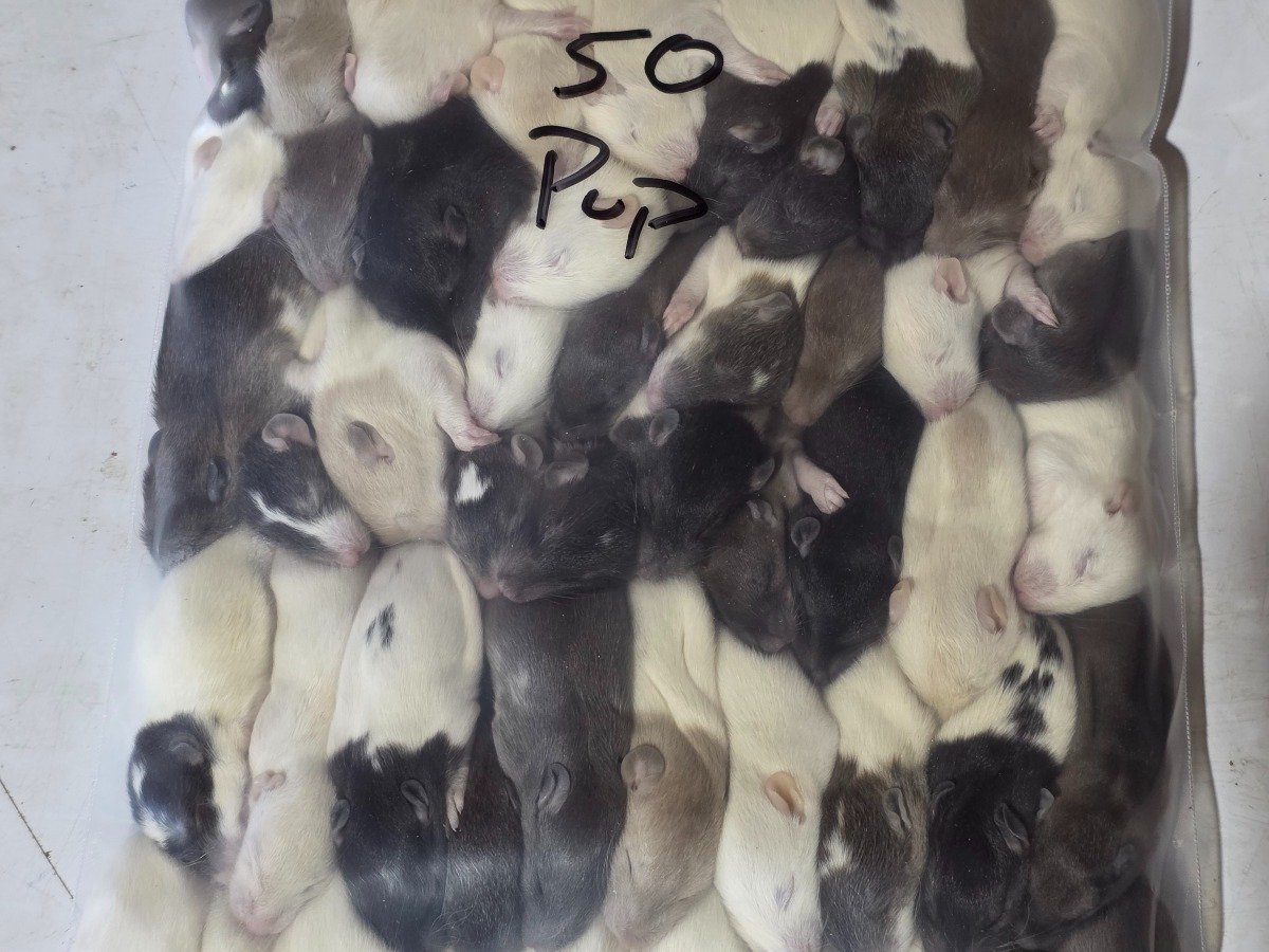 Rat – Pup / Crawler (50 pack)