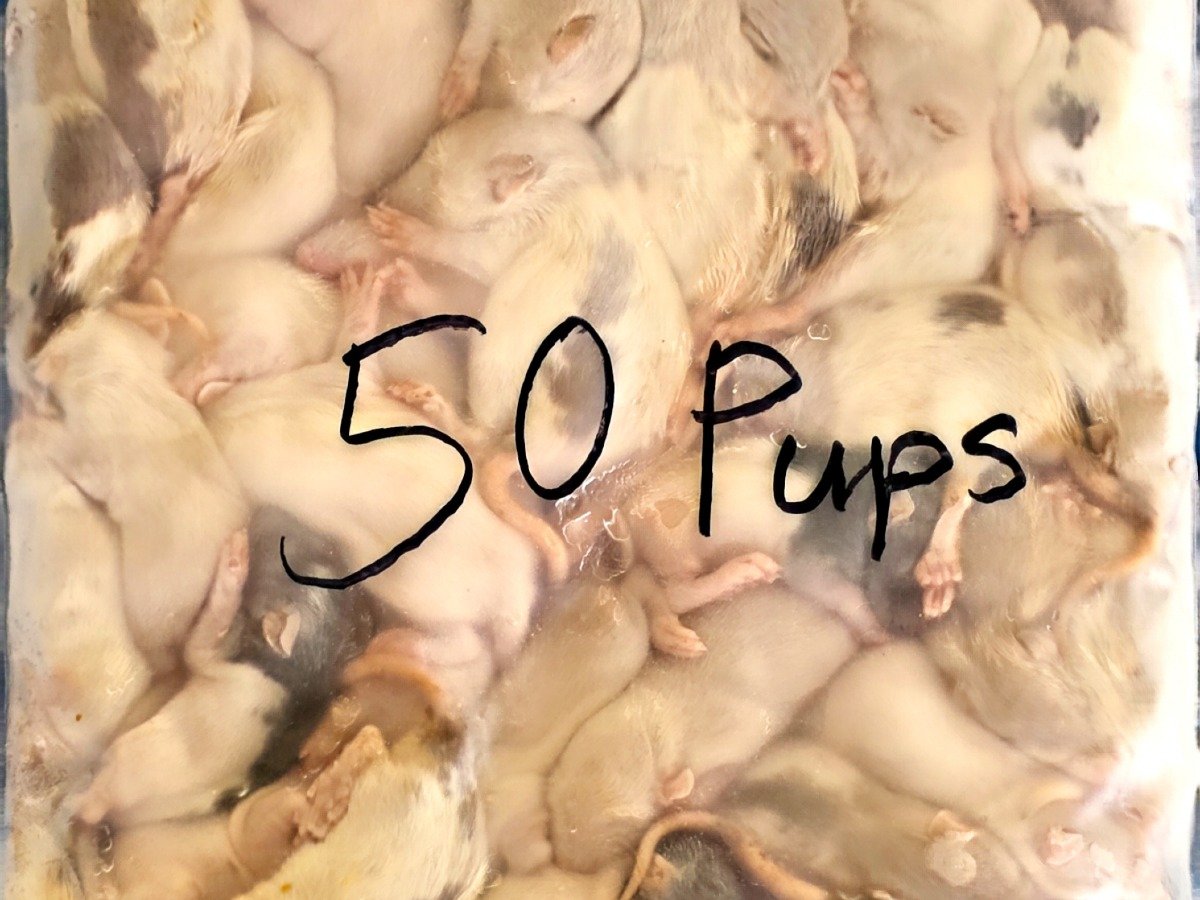Rat – Pup (50 pack)- B GRADE