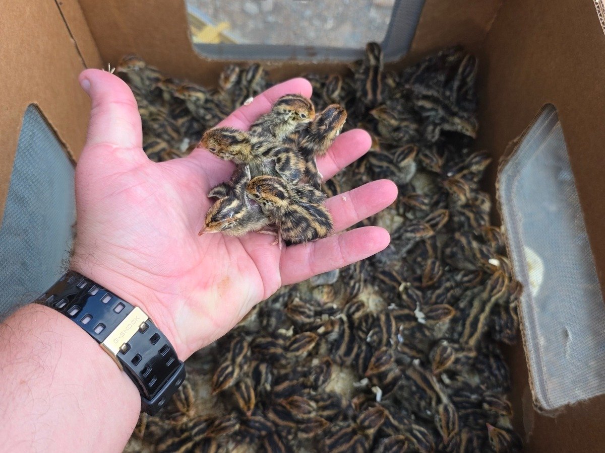 Quail – chick- (200 pack)