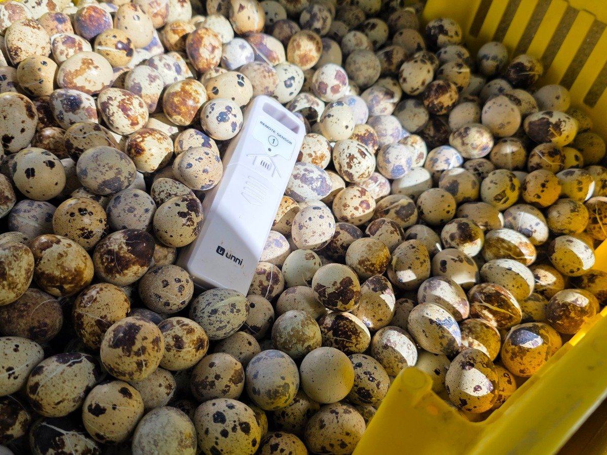 Quail – eggs- (100 pack)